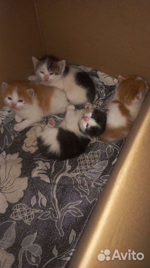 Котята в добрые руки