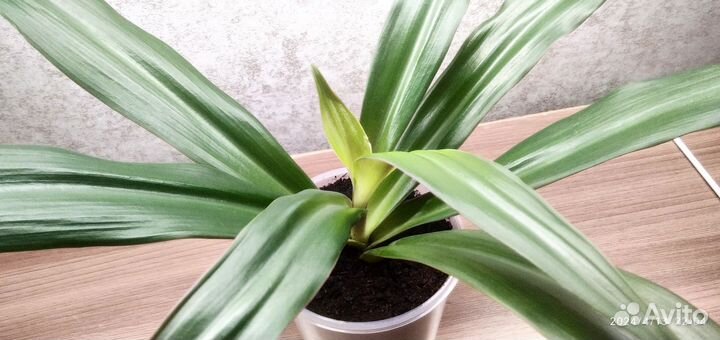 Традесканция рео