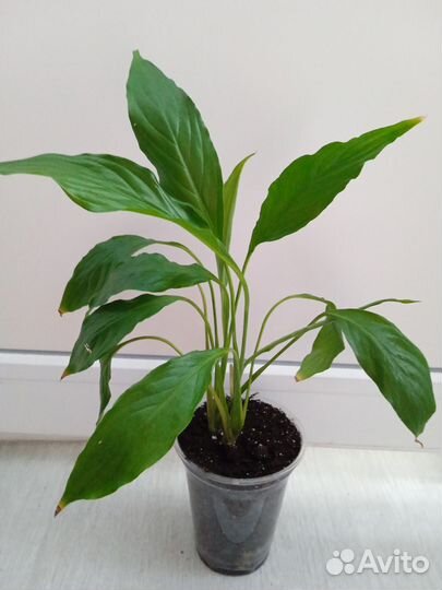 Цветок Спатифиллум Женское счастье