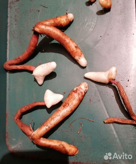 Глориоза растение