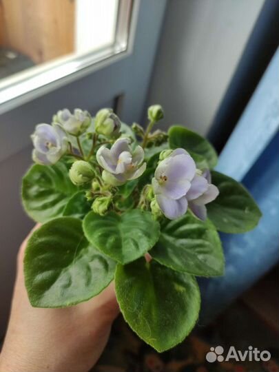 Фиалка сорт ле Сон-трава