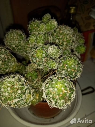 Кактусы, суккуленты и много других цветов