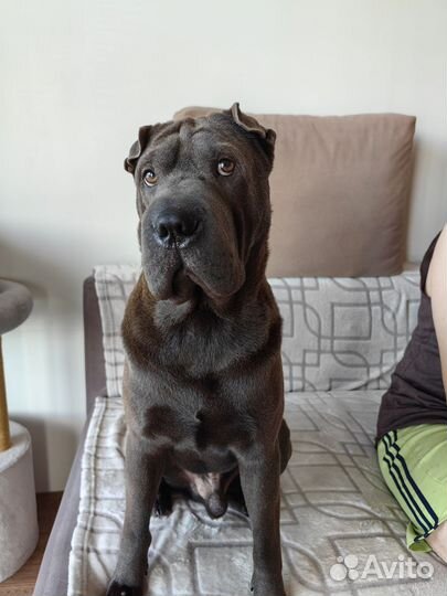 Шарпей вязка