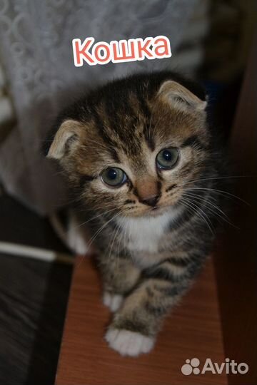 Кошки в добрые руки