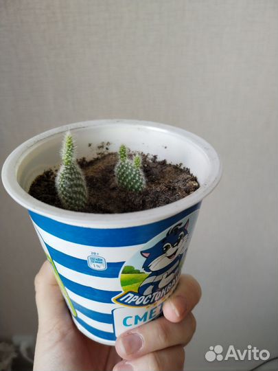 Кактус опунция