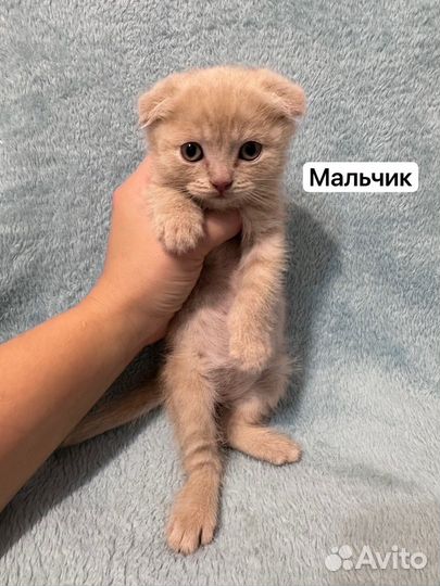 Британские котята