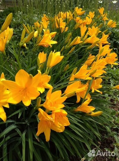 Садовые растения и цветы