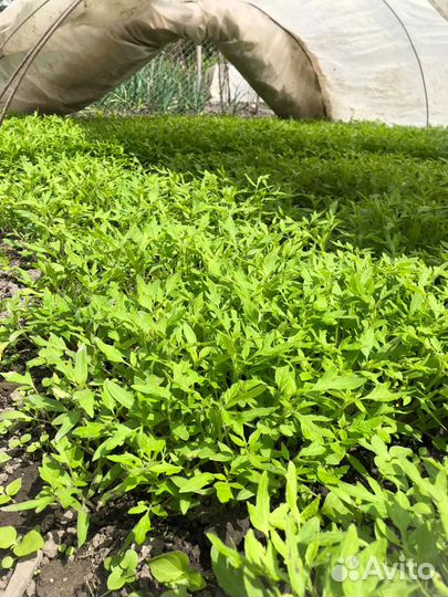 Рассада помидор