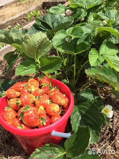 Клубника купчиха