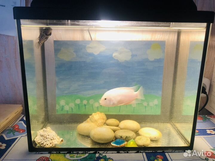 Аквариум с рыбками