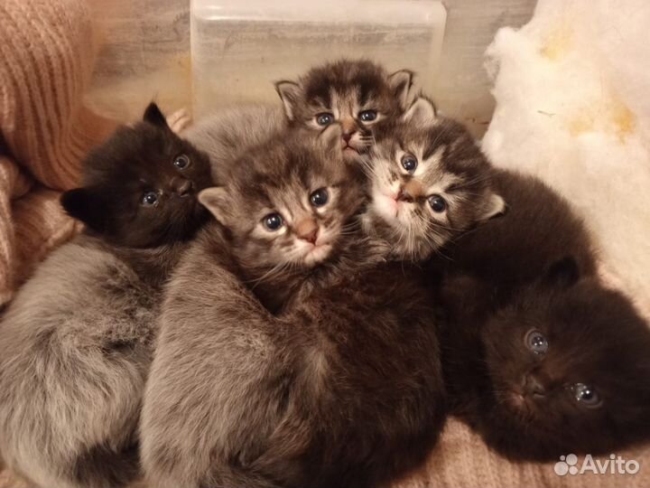 Котята в добрые руки