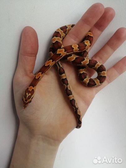 Змея маисовый полоз