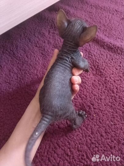 Канадский сфинкс котенок