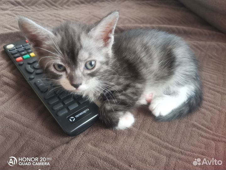 Отдам бесплатно кошечек