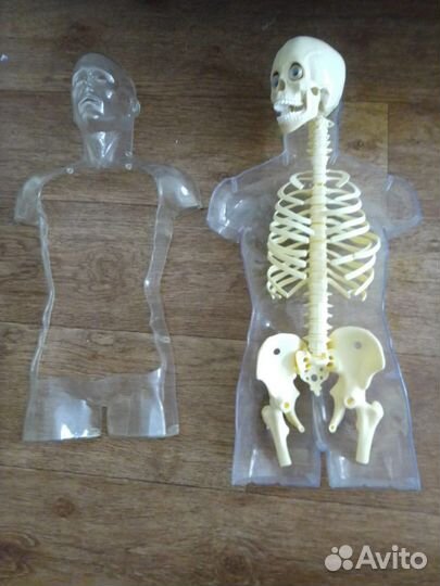 Деагостини тело человека