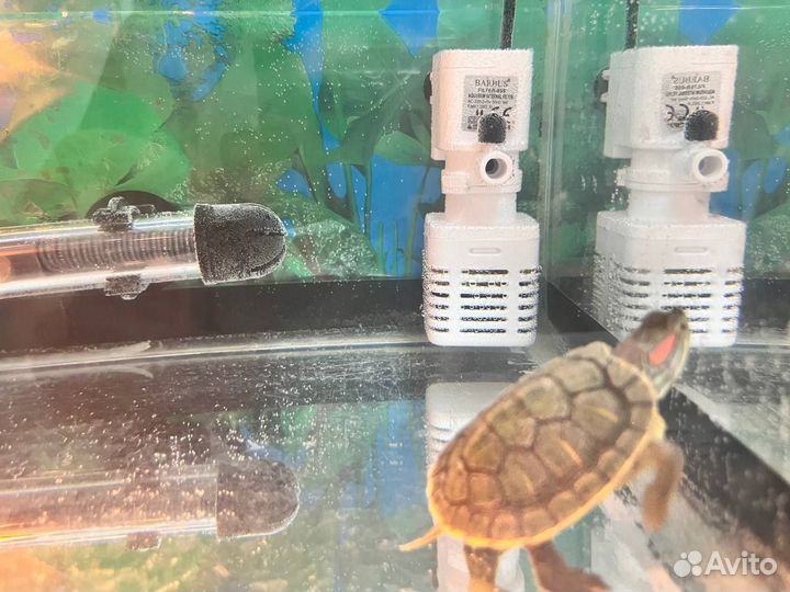 Красноухая черепашка со всем необходимым