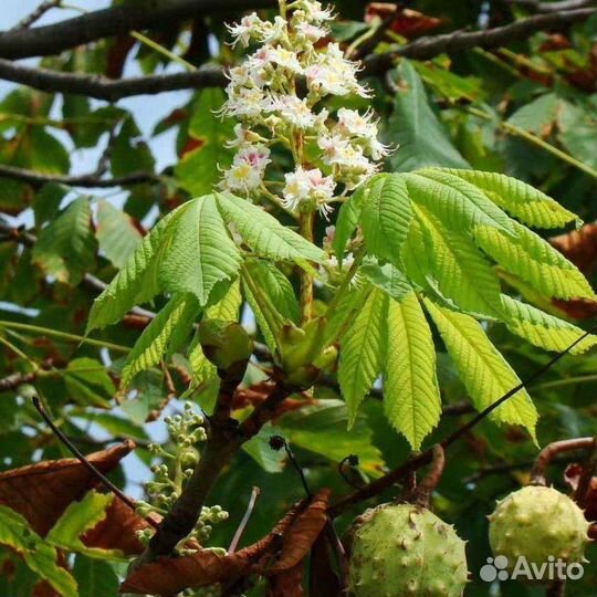 Саженцы липы, рябины, клена, каштана, березы