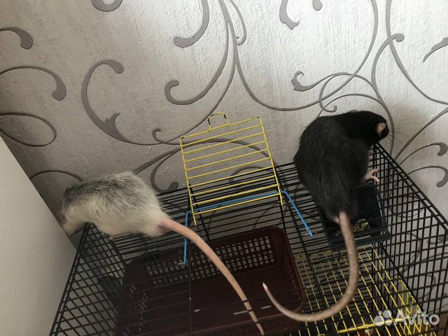 Крыса дамбо мальчики