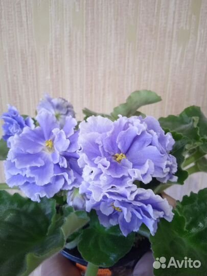 Фиалки детки