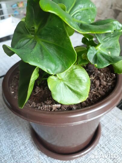 Филодендрон Атом