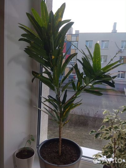 Комнатные цветы