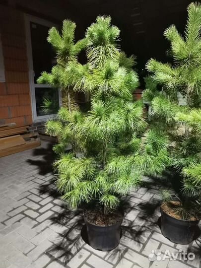 Саженцы хвойных растений