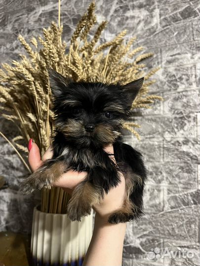 Мини йорики