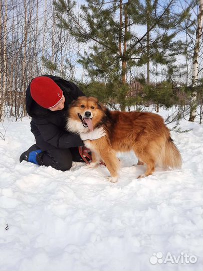 Луня, почти шелти