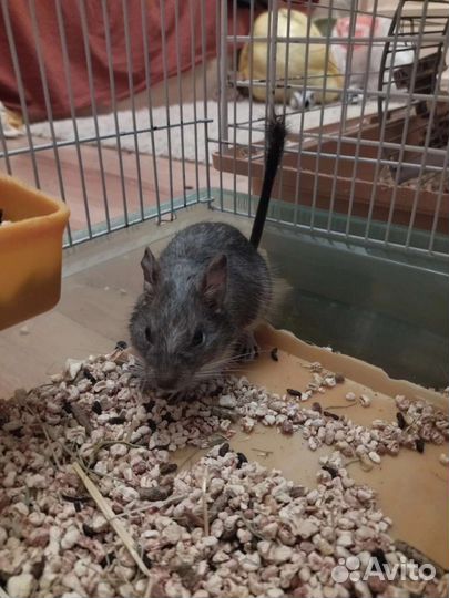 Цветные дегу