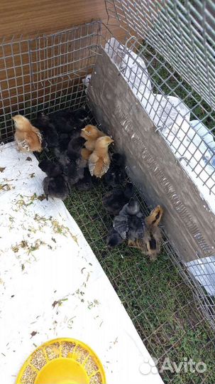 Цыплята суточные несушки