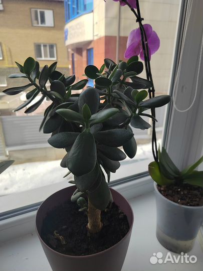 Толстянка (денежное дерево)