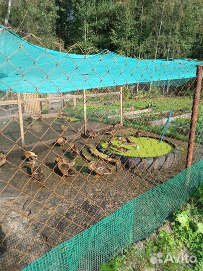 Утки подсадные для охоты