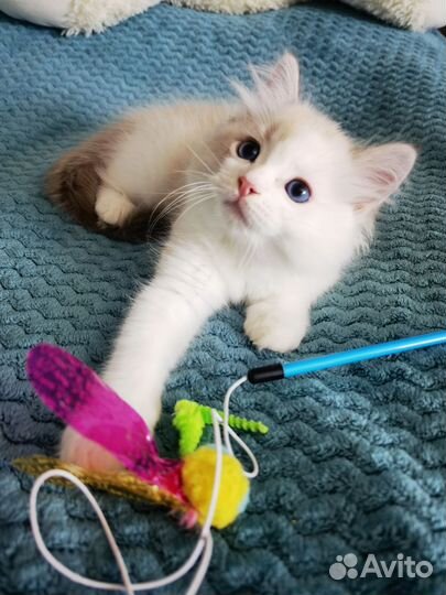 Котята регдолл