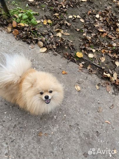 Померанский шпиц вязка