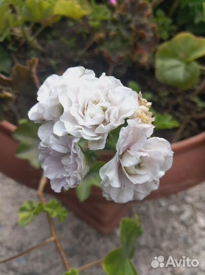 Герань пеларгония