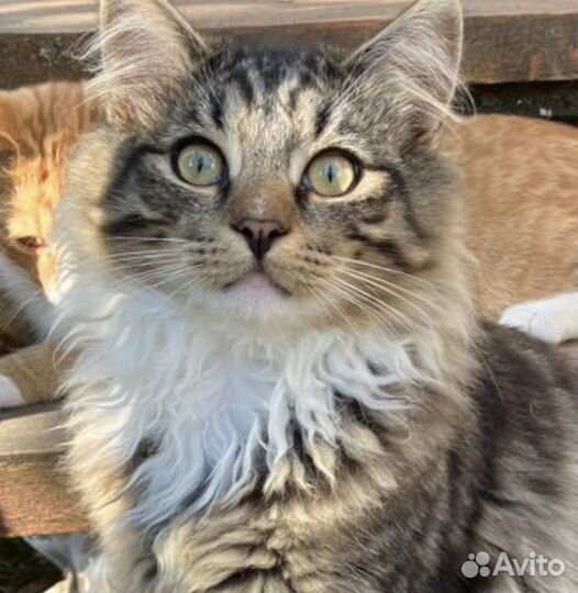 Котёнок девочка бесплатно в добрые руки