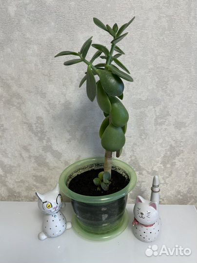 Денежное дерево Толстянка Комнатные цветы