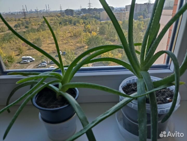 Алоэ вера растение