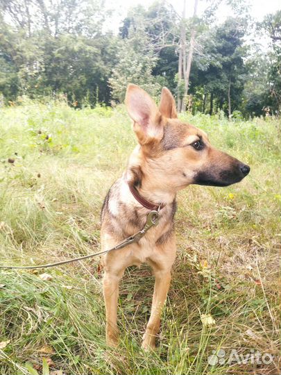 Самый нежный щенок