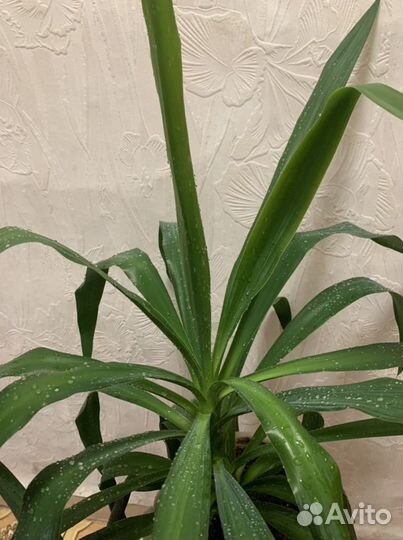 Юкка комнатная