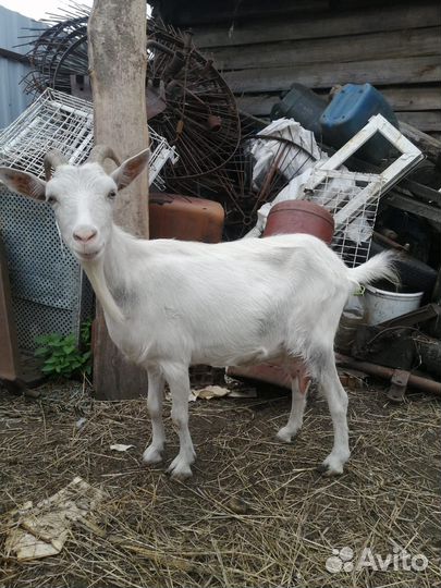 Коза дойная