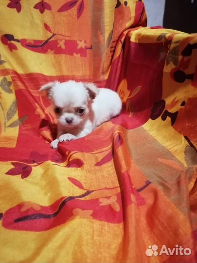 Щенки чихуахуа супер мини