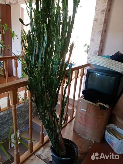 Цветы комнатные