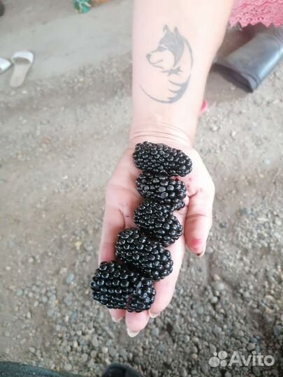 Саженцы ежевики