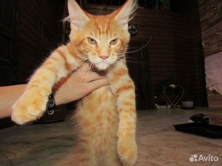 Котята мейн-кун