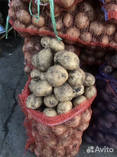 Картофель всех сортов