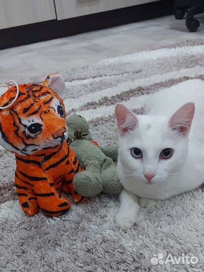 Отдам кота в добрые руки