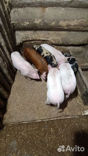 Поросенок ландрас