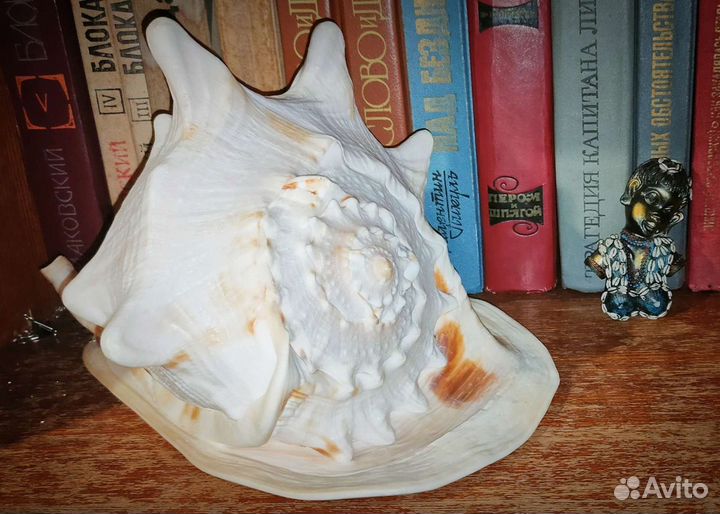 Шикарная морская раковина