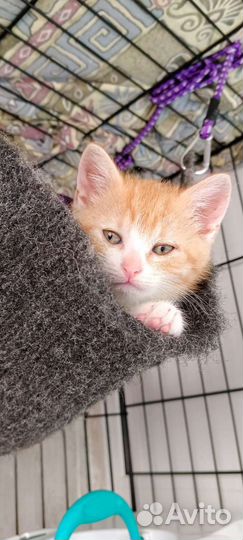 Рыжий котенок ищет дом